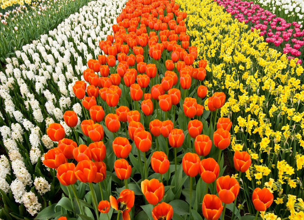 a field of colorful tulips, hyacinths and dafodils